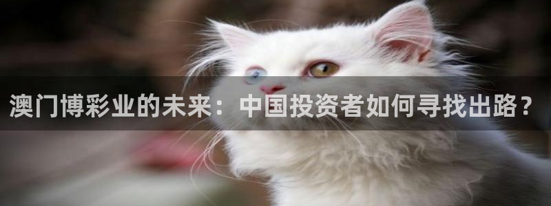 五星体育主持人：澳门博彩业的未来：中国投资者如何寻找出路？